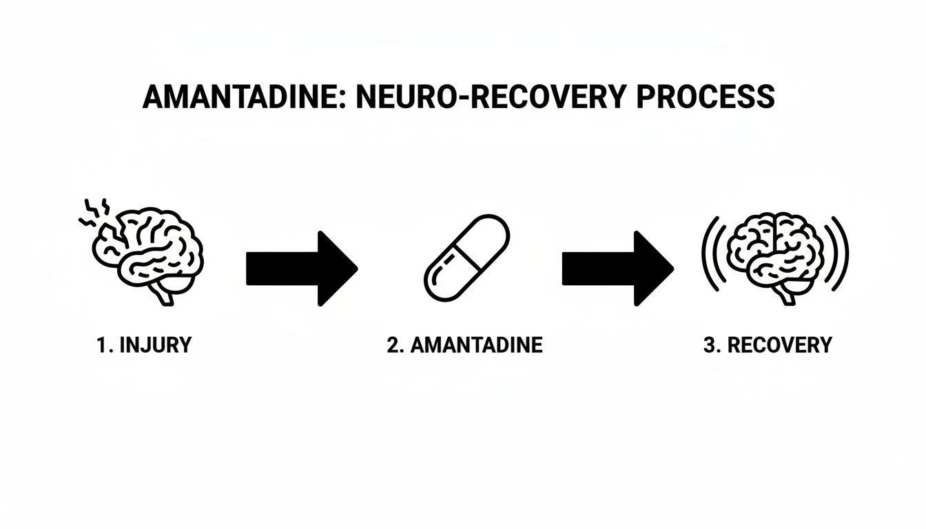 Diagram showing amantadine's neuro-recovery process, illustrating steps from brain injury to recovery.
