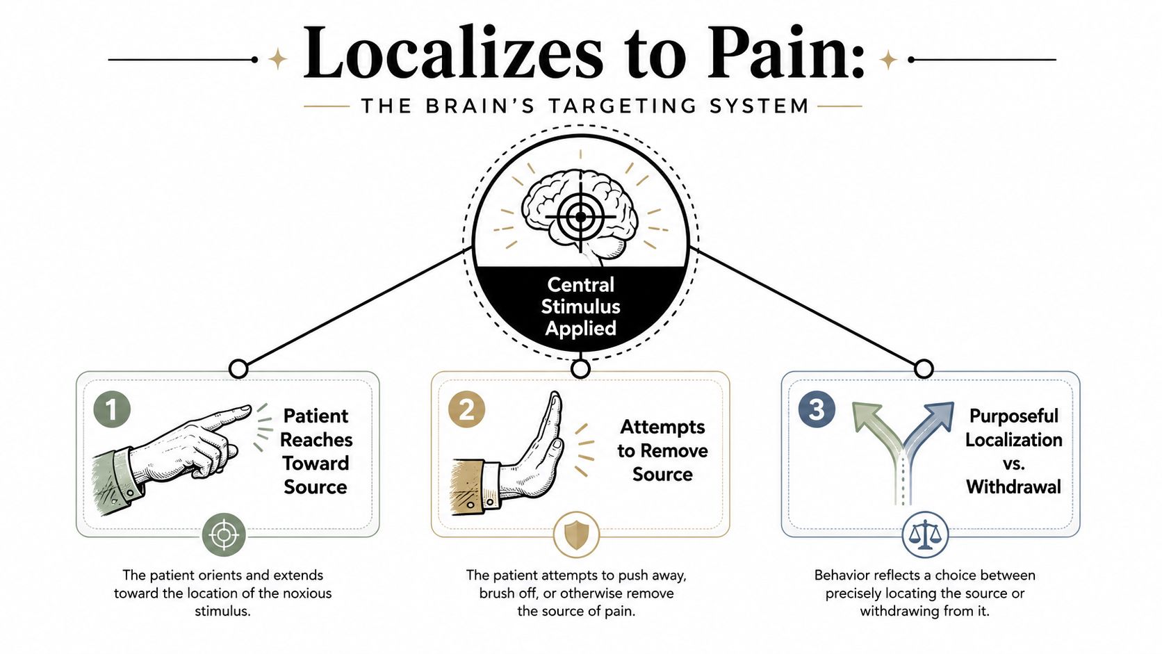An infographic illustrating the neurological process of how a human brain localizes and responds to pain.